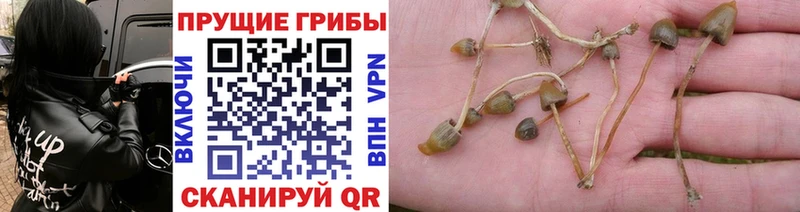 Псилоцибиновые грибы прущие грибы  купить  сайты  Черноголовка 